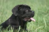 CANE CORSO 1448